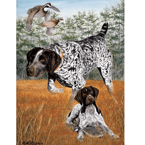 When I Grow Up - German Shorthair Pointer by Robert Hickman